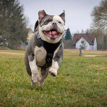 The ''Style'' harness Black