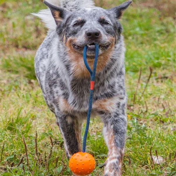 Pet Toy Dog Training Ball With Rope Rubber